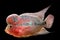 Flowerhorn is the colorful ornamental fish