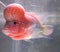 Flowerhorn fish cichlid