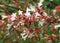 Flowering Abelia grandiflora hedge