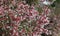 Flowering Abelia grandiflora hedge
