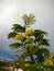 Flowering Acacia tree