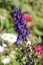 Flowering aconite or Aconitum napellus with blue flowers