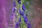 Flowering aconite (Aconitum napellus) with defocused foreground