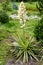 Flowering Adam`s-needle Yucca filamentosa L. Landscape design