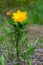 Flowering adonis vernalis plant growing in forest