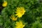 Flowering of Adonis vernalis, spring pheasant`s eye, yellow pheasant`s eye or false hellebore