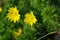 Flowering of Adonis vernalis, spring pheasant`s eye, yellow pheasant`s eye or false hellebore