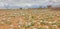 Flowering african landscape of the Kalahari Desert in Namibia