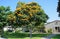 Flowering African tuliptree in Laguna Woods, California.