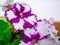 Flowering African violet Saintpaulia - close up view at rare patterns on petals