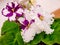 Flowering African violet Saintpaulia - closer look at rare patterns on petals. Selective focus