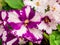 Flowering African violet Saintpaulia - closeup look at rare patterns on petals. Selective focus