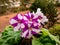 Flowering African violet Saintpaulia - look at rare patterns on petals