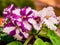 Flowering African violet Saintpaulia - rare patterns on petals