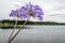 Flowering Agapanthus plant in the foreground of a lake