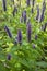 Flowering Agastache rugosa, Korean mint in the field