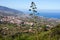 Flowering Agave americana against city and sea. LA Orotava valley on Canary islands, Spain.