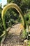 Flowering Agave attenuata in the garden