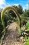 Flowering Agave attenuata in the garden