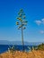 Flowering Agave Cactus Plant