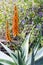 Flowering Agave near Phoenix