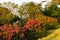 The flowering alley of rhododendrons. Aberdare, Kenya