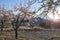 Flowering almond trees in the mountains in the sunshine in Spain