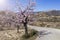 Flowering almond trees in the mountains in the sunshine in Spain