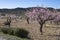 Flowering almond trees in the mountains in the sunshine in Spain