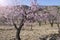 Flowering almond trees in the mountains in the sunshine in Spain