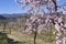 Flowering almond trees in the mountains in the sunshine in Spain