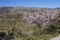 Flowering almond trees in the mountains in the sunshine in Spain