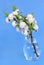 Flowering Almond in Vase