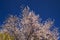 Flowering almonds background