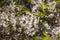 Flowering almonds background