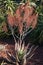 Flowering aloe chabaudii in garden