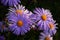 Flowering alpine aster in the garden