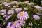 Flowering alpine aster in the garden