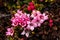 Flowering Alpine Azalea, Kalmia procumbens with pinkish blossoms