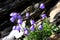 Flowering alpine bellflower in the Swiss mountains