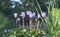 Flowering of alpine violet. Cyclamen in natural conditions on a sunny day, among lush green grass