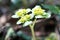 Flowering alternate-leaved golden-saxifrage Chrysosplenium alternifolium plant in wild nature