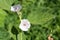 Flowering Althaea officinalis or common marshmallow plant with white flowers and leaves