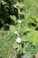 Flowering Althaea officinalis or common marshmallow plant with white flowers and leaves