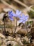 Flowering anemone hepatica