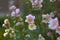 Flowering Anemone Hupehensis in late summer