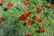 Flowering Anemone in the Northern Negev