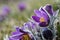 Flowering Anemone Pulsatilla beautiful yellow stamen and pistil appears from its best