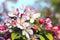 Flowering apple bush at springtime