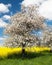 Flowering apple tree